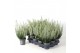 Calluna vulg. beauty ladies mix Beauty-Ladies mixlaag -12cm Diameter 