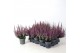 Calluna vulg. beauty ladies mix Beauty-Ladies mixlaag -12cm Diameter 