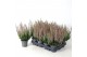 Calluna vulg. beauty ladies mix Beauty-Ladies mixlaag -12cm Diameter 