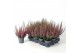 Calluna vulg. beauty ladies mix Beauty-Ladies mixlaag -12cm Diameter 