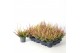 Calluna vulg. beauty ladies mix Beauty-Ladies mixlaag -12cm Diameter 