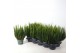 Calluna vulg. skyline mix Skyline - 20cm Diameter 