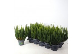 Calluna vulg. skyline mix Skyline - 20cm Diameter