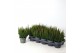Calluna vulg. skyline mix Skyline - 20cm Diameter 