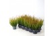 Calluna vulg. skyline mix Skyline - 20cm Diameter 
