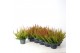 Calluna vulg. skyline mix Skyline - 20cm Diameter 