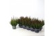 Calluna vulg. skyline mix Skyline - 20cm Diameter 