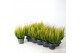 Calluna vulg. skyline mix Skyline - 20cm Diameter 