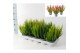 Calluna vulg. skyline mix Skyline - 20cm Diameter 