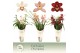 Cymbidium mix 4 tak - Exclusiva Orchidea Potcover 