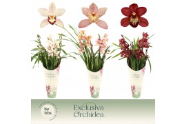 Cymbidium mix 4 tak - Exclusiva Orchidea Potcover