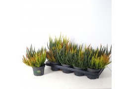 Calluna vulg. skyline mix Skyline Trio - 20cm Diameter