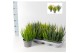 Calluna vulg. skyline mix Skyline Trio - 20cm Diameter 