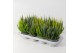 Calluna vulg. skyline mix Skyline Trio - 20cm Diameter 