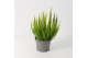 Calluna vulg. skyline mix Skyline Trio - 20cm Diameter 