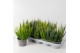 Calluna vulg. skyline mix Skyline Trio - 20cm Diameter 