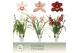 Cymbidium mix 4 tak - Exclusiva Orchidea 