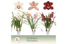 Cymbidium mix 4 tak - Exclusiva Orchidea