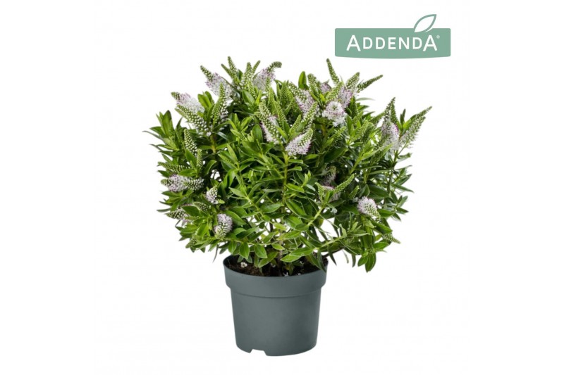 Hebe Addenda® Donna® White 