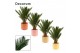 Cycas revoluta Cycas revoluta 12 cm, 6+ veren in Kaya (Craft world-col 