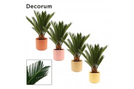 Cycas revoluta Cycas revoluta 12 cm, 6+ veren in Kaya (Craft world-col
