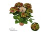 Hydrangea Hi Road Hydrangea Hi Road lila 5/6 flowers 5 bl.