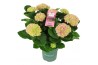 Hydrangea macr. magical evolution Roze 7-8 Bloem
