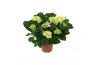 Hydrangea macr. schneeball Wit 5-6 Bloem
