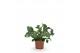 Phlebodium blue star 
