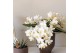Phalaenopsis Anthura  Nazare Kolibri Orchids - Nazare - 4 tak 