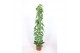Cissus nodosa piramide 