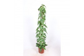 Cissus nodosa piramide