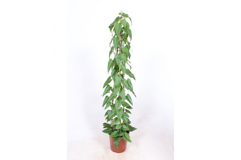 Cissus nodosa piramide 