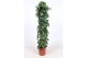 Cissus nodosa piramide 