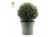 Osmanthus x burkwoodii 