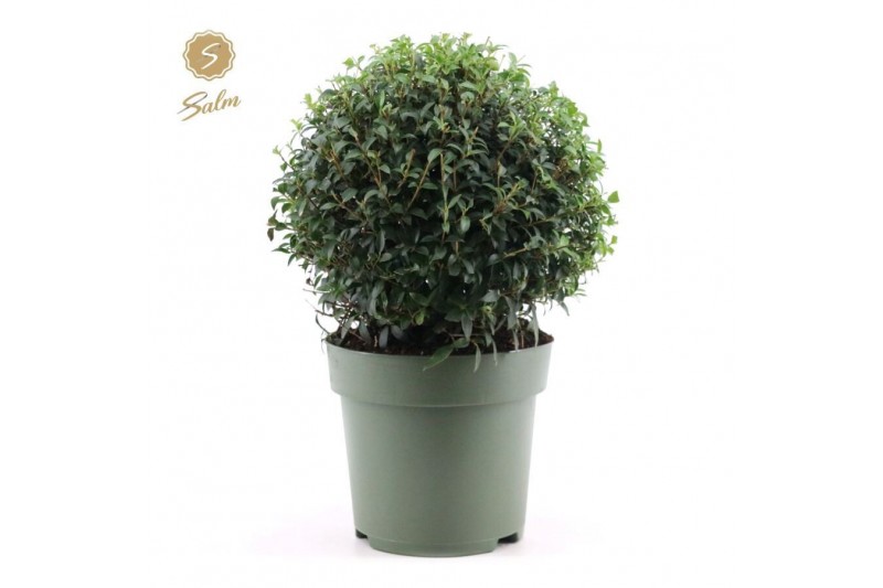 Osmanthus x burkwoodii 