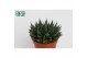 Aloe aristata 