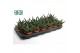 Haworthia Gasworthia 