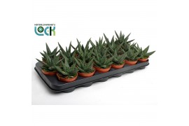 Haworthia Gasworthia