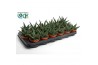 Haworthia Gasworthia