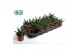 Haworthia Gasworthia 