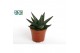 Haworthia Gasworthia 