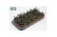 Haworthia Gasworthia 