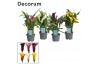 Zantedeschia mix decorum