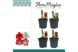 Hippeastrum Hippeastrum Mix 1 Knop 1 tak/plnt