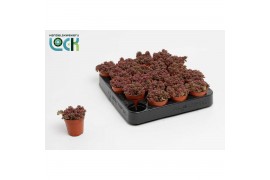 Sedum sthalii