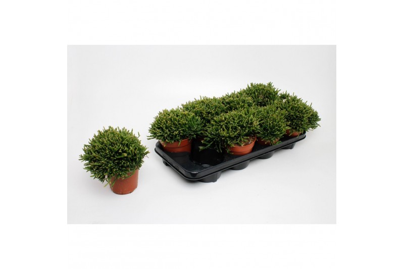 Rhipsalis ewaldiana 