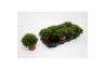 Rhipsalis ewaldiana