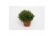 Rhipsalis ewaldiana 