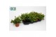 Rhipsalis mesembryanthemoides 